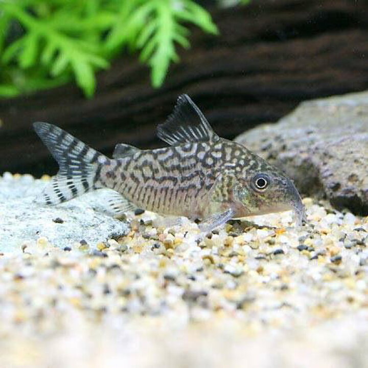 楽天市場 熱帯魚 コリドラス レティキュラータス ワイルド １匹 北海道 九州 沖縄航空便要保温 Charm 楽天市場店