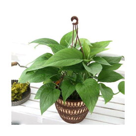 楽天市場 アウトレット 観葉植物 花 観葉植物 花 ガーデン Diyの通販