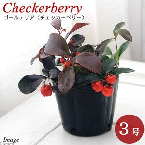 iR쑐j~́@S[eAiREW@`FbJ[x[j@3i1|bgjixԁj