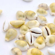 シェルコレクション　キイロタカラ　50g　貝殻　関東当日便