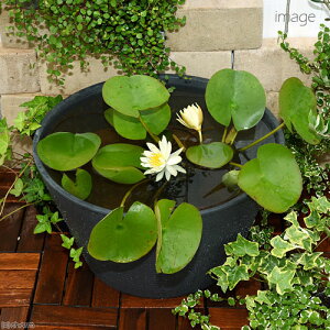 irIg[vji߂jSҌ@@ňĂ@_JZbgiO[jԐF܂ѐXC{Ђ߂@t@{Bl