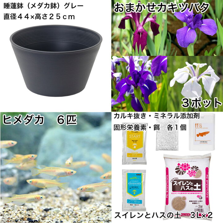 楽天市場 ビオトープ チャーム１４号 プロが考えた睡蓮鉢で育てる グレー カキツバタとひめだかのセット 本州四国限定 Charm 楽天市場店