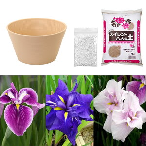 (ビオトープ)初心者向け プロが考えた睡蓮鉢で育てる 花菖蒲のセット(ベージュ)本州四国限定