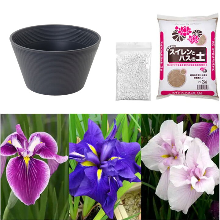 市場】(ビオトープ)プロが考えた睡蓮鉢で育てる(グレー) 花菖蒲のセット 本州四国限定 : charm 市場店 市場】(ビオトープ)プロが考えた睡蓮鉢で育てる(グレー) 花菖蒲のセット 本州四国限定 : charm 市場店
