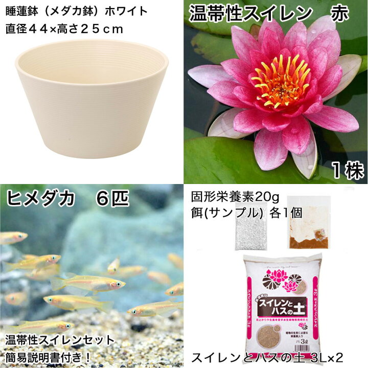 楽天市場】（ビオトープ）（めだか）初心者向け 睡蓮鉢で育てる メダカ 