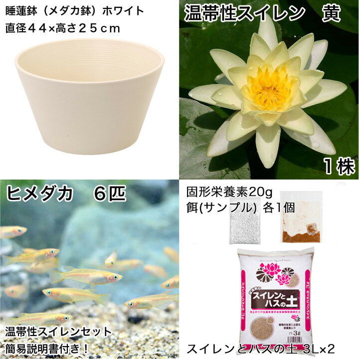 楽天市場】（ビオトープ）（めだか）初心者向け 睡蓮鉢で育てる メダカ 