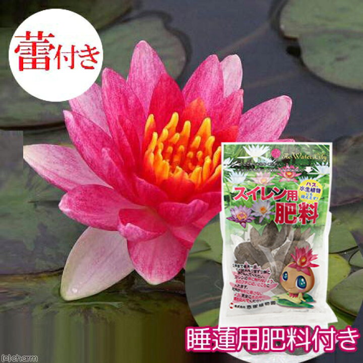 楽天市場 ビオトープ 睡蓮 蕾付き 温帯性睡蓮 スイレン 赤 １ポット 睡蓮用 肥料 沖縄不可 Charm 楽天市場店