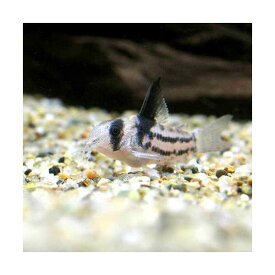 （熱帯魚）コリドラス・パラレルス（国産ブリード）（1匹）　沖縄別途送料　北海道・九州航空便要保温