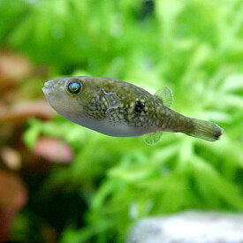 楽天市場 淡水フグ 観賞魚 熱帯魚 アクアリウム ペット ペットグッズの通販 楽天市場 淡水フグ 観賞魚 熱帯魚 アクアリウム ペット ペットグッズの通販