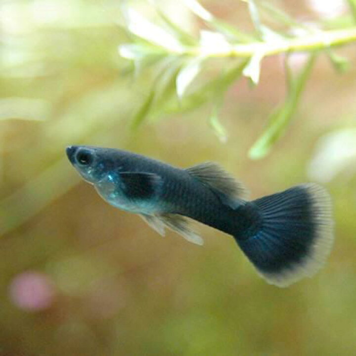 楽天市場 熱帯魚 フルブラック グッピー 国産グッピー １ペア 北海道航空便要保温 Charm 楽天市場店
