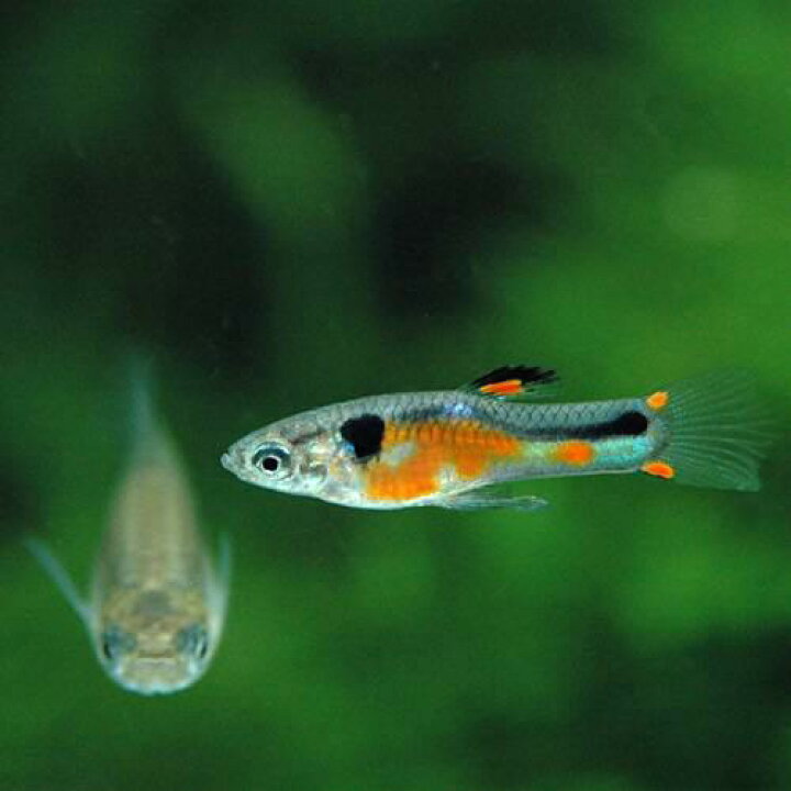 楽天市場 熱帯魚 エンドラーズ ライブベアラー ラグナ デ パドス オレンジ 国産グッピー １ペア 北海道航空便要保温 沖縄別途送料 Charm 楽天市場店