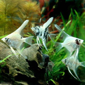 （熱帯魚）ミックス・エンゼルフィッシュ　Sサイズ（国産ブリード）（3匹）　北海道・九州航空便要保温