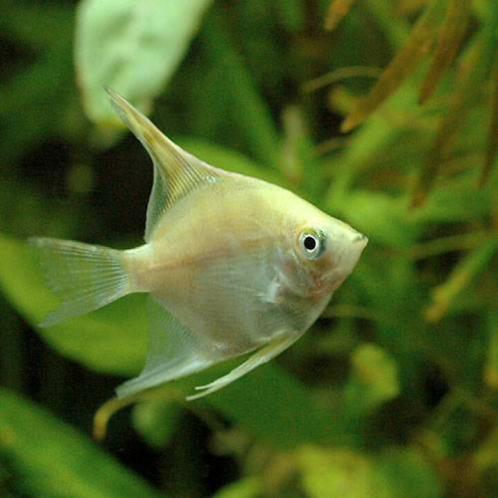 21人気新作 熱帯魚 スカラレ エンゼルフィッシュ ペルー ｓサイズ ワイルド ３匹 北海道航空便要保温 Shipsctc Org