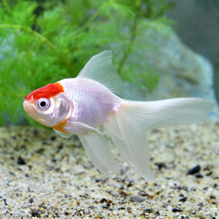 チャーム Charm 店 １匹 国産金魚 丹頂