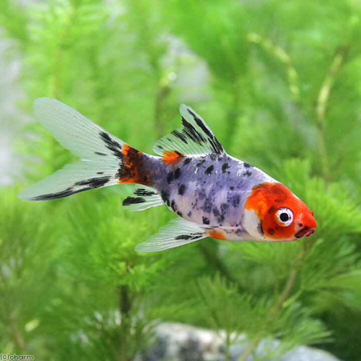 本格派ま 国産金魚 朱文金 全長約2４cm 弥冨産 一点物 Shipsctc Org