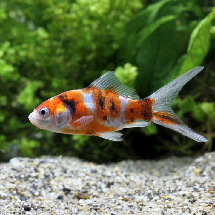 楽天市場】（国産金魚）朱文金（1匹） : charm 楽天市場店