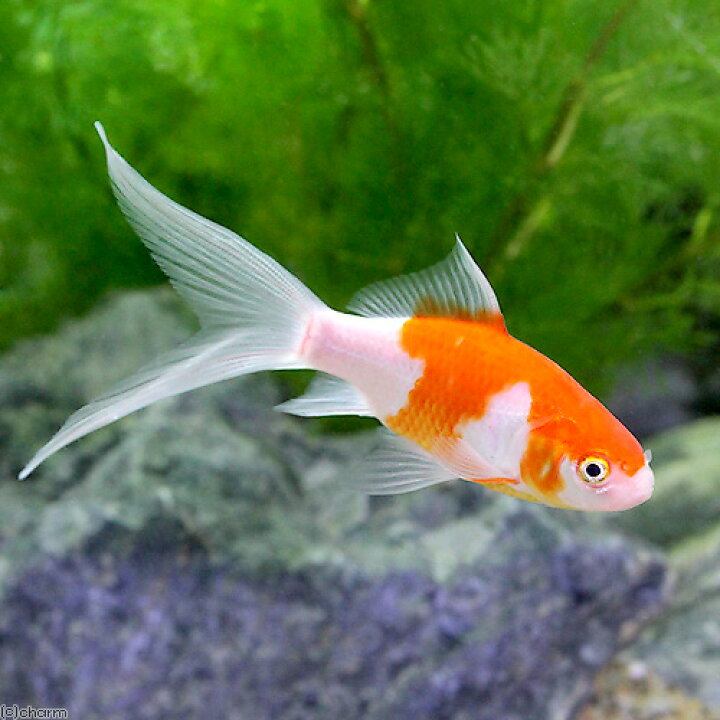 楽天市場 国産金魚 コメット 1匹 Charm 楽天市場店 楽天市場 国産金魚 コメット 1匹 Charm 楽天市場店