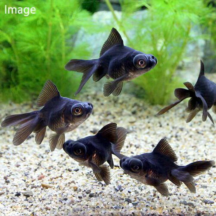 楽天市場 国産金魚 出目金 黒 １匹 Charm 楽天市場店