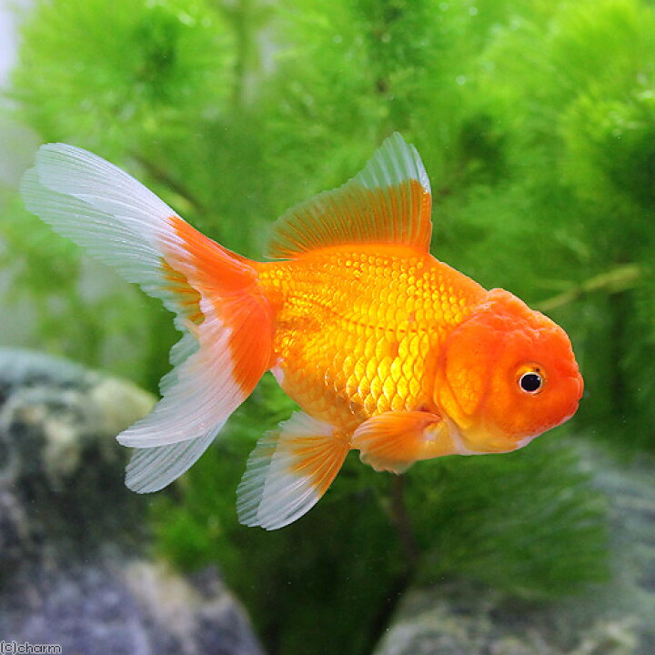 楽天市場 国産金魚 オランダ獅子頭 １匹 Charm 楽天市場店