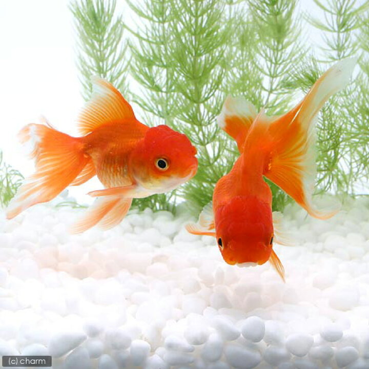 楽天市場】（国産金魚）オランダ獅子頭（1匹） : charm 楽天市場店
