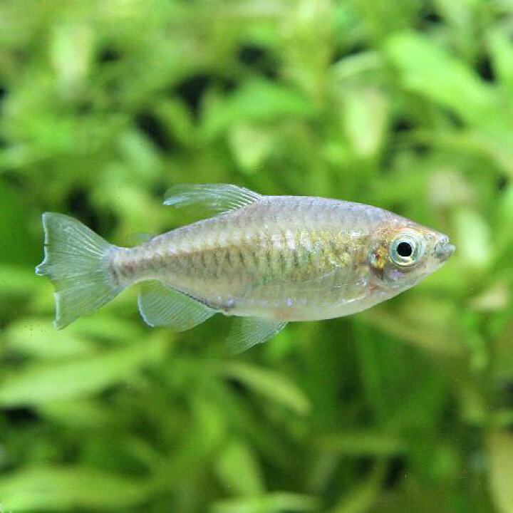 楽天市場 熱帯魚 コンゴテトラ mサイズ メス 1匹 北海道 九州航空便要保温 Charm 楽天市場店 楽天市場 熱帯魚 コンゴテトラ mサイズ メス 1匹 北海道 九州航空便要保温 Charm 楽天市場店