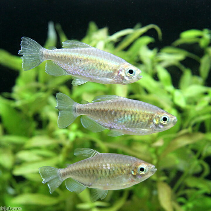 楽天市場 熱帯魚 コンゴテトラ ｍサイズ メス １匹 北海道 九州 沖縄航空便要保温 Charm 楽天市場店