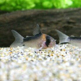 （熱帯魚）コリドラス・デュプリカレウス（ブリード）（1匹）　北海道・九州航空便要保温