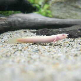 （熱帯魚）ポリプテルス・セネガルス　アルビノ　Sサイズ（1匹）　北海道・九州航空便要保温