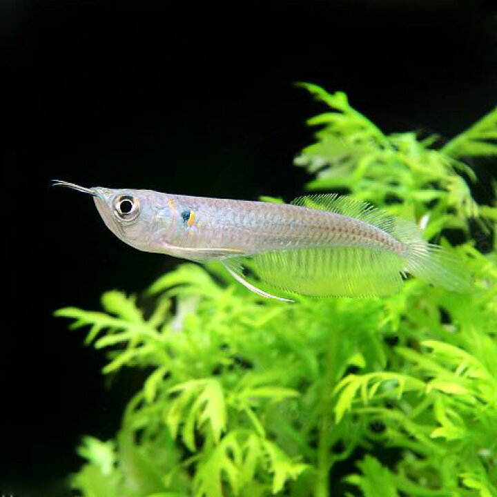 楽天市場 熱帯魚 シルバーアロワナ ｓサイズ ブリード １匹 北海道航空便要保温 Charm 楽天市場店