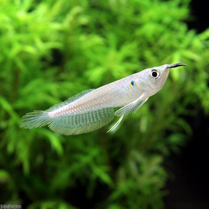 最大60 Offクーポン アロワナ 飼育 繁殖 シルバー ブラック ノーザン バラムンディ アジア その他 送料 310円 Www Thewalldogs Com