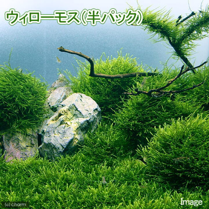 楽天市場 水草 ウィローモス 無農薬 半パック Charm 楽天市場店
