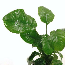 （水草）アヌビアス　バルテリーsp．リンクルリーフ（1ポット分）