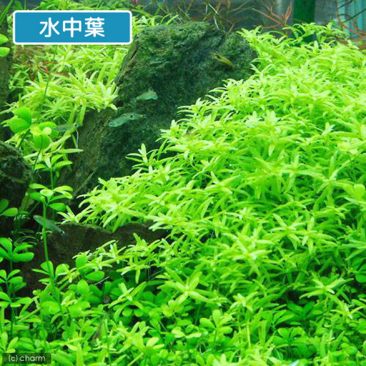 楽天市場 水草 グリーンロタラ 水上葉 無農薬 20本 Charm 楽天市場店 楽天市場 水草 グリーンロタラ 水上葉 無農薬 20本 Charm 楽天市場店