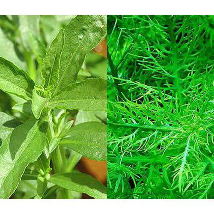 市場 水草 サリチフォリア ハイグロフィラ