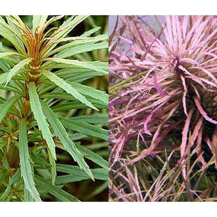 モデル着用 注目アイテム 水草 プロセルピナカ パルストリス キューバ 水上葉 無農薬 6本 モデル着用 注目アイテム 水草 プロセルピナカ パルストリス キューバ 水上葉 無農薬 6本