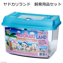 楽天市場】ヤモリ 飼育 セットの通販