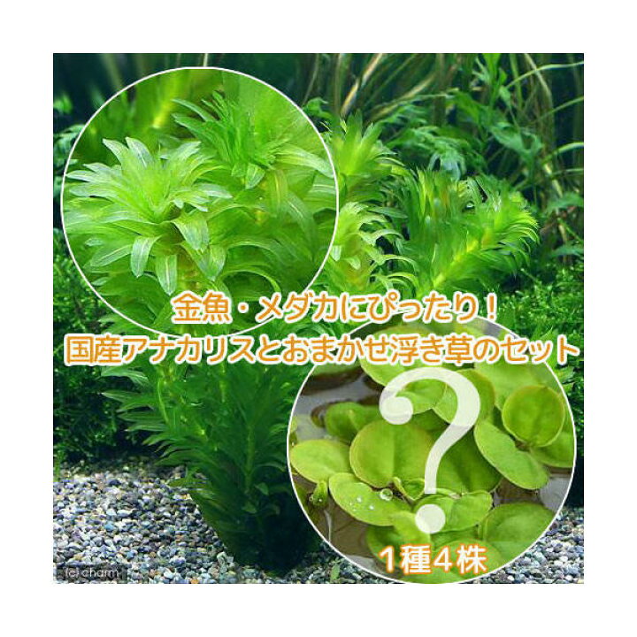楽天市場 水草 金魚藻 アナカリス 無農薬 ５本 おまかせ浮草１種 ４株 Charm 楽天市場店