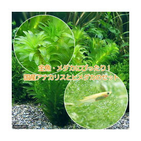（めだか）（水草）メダカ・金魚藻　国産　アナカリス（無農薬）（5本）＋ヒメダカ（6匹）