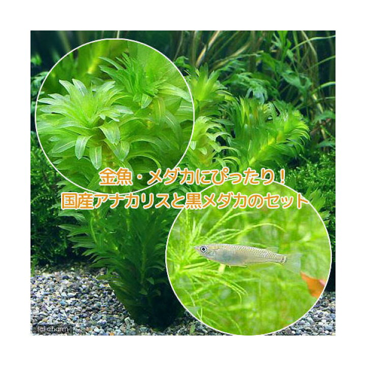 楽天市場 めだか 水草 メダカ 金魚藻 国産 アナカリス 無農薬 ５本 黒メダカ ６匹 北海道航空便要保温 Charm 楽天市場店