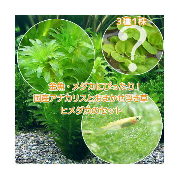 楽天市場】（めだか）（水草）メダカ・金魚藻 国産 アナカリス（無農薬 