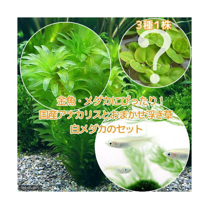 最大50 Offクーポン めだか 水草 白メダカ初心者セット 白メダカ ６匹 マツモ 無農薬 ５本 北海道 九州航空便要保温 Shipsctc Org