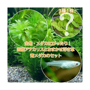 メダカ 水草 水草の人気商品 通販 価格比較 価格 Com