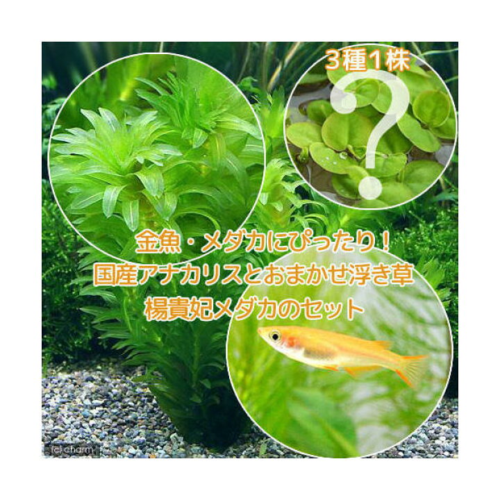 楽天市場 めだか 水草 メダカ 金魚藻 国産 アナカリス 無農薬 ５本 おまかせ浮き草３種 楊貴妃メダカ ４匹 Charm 楽天市場店