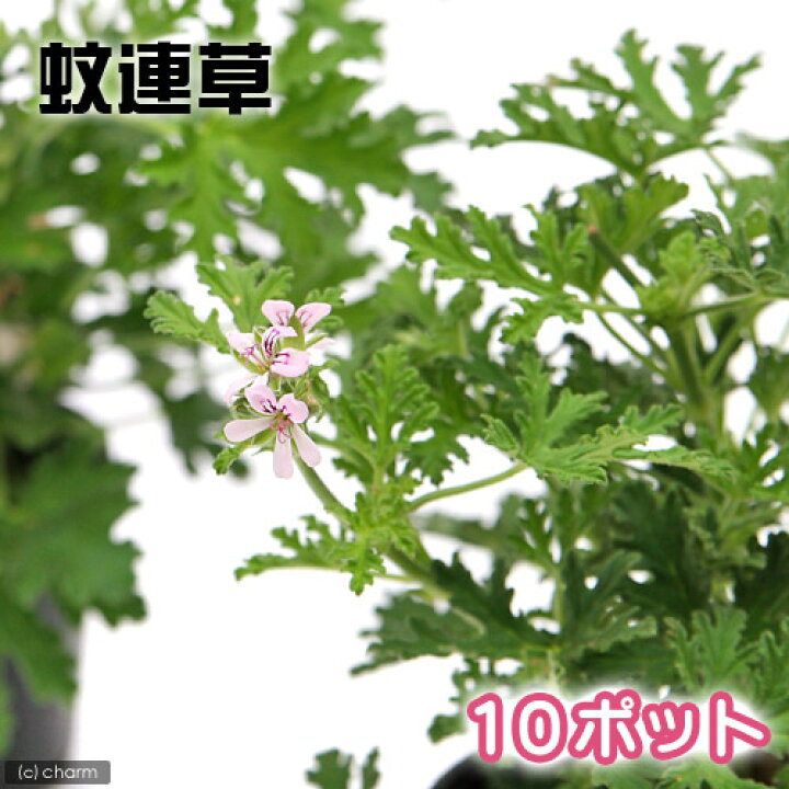 楽天市場 観葉植物 ハーブ苗 カレンソウ 蚊連草 ３号 １０ポット 家庭菜園 虫除け植物 Charm 楽天市場店
