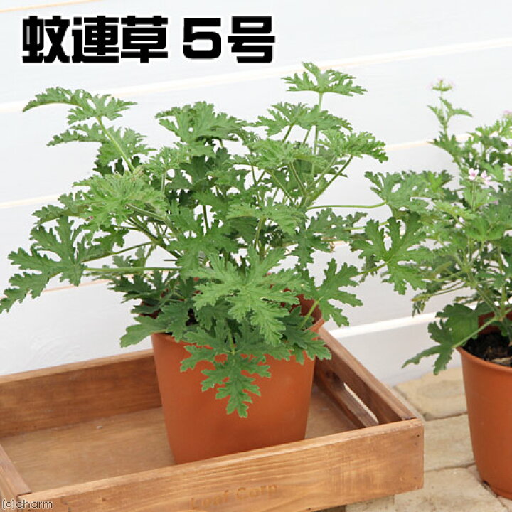 楽天市場 観葉植物 ハーブ カレンソウ 蚊連草 ５号 １鉢 虫除け植物 家庭菜園 Charm 楽天市場店