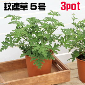 楽天市場 虫除け 観葉植物の通販