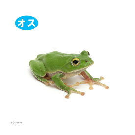 （両生類）シュレーゲルアオガエル　オス（1匹）　北海道・九州航空便要保温
