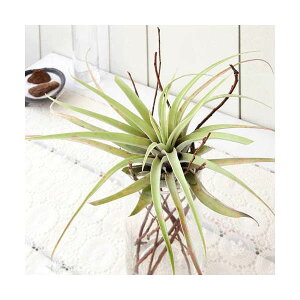 iϗtAjGA[vc@`WA@Js^[^@LTCYi1j