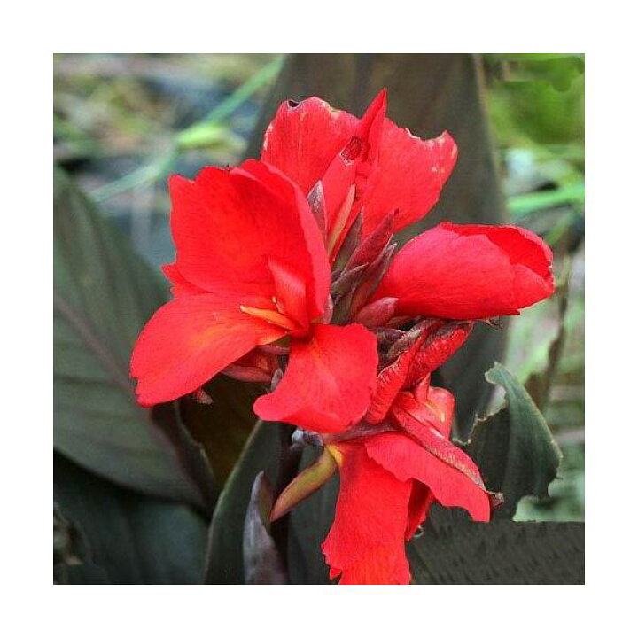 楽天市場 ビオトープ 水辺植物 カンナ トロピカル ブロンズスカーレット １ポット分 湿生植物 休眠株 Charm 楽天市場店