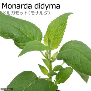 iϗtAjn[uc@xKbg@zCg@3i1|bgj@ƒ؉